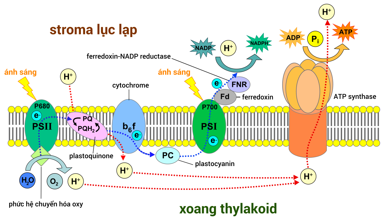 Cacbon Điôxít là gì? Cacbon điôxít được sinh ra từ đâu?