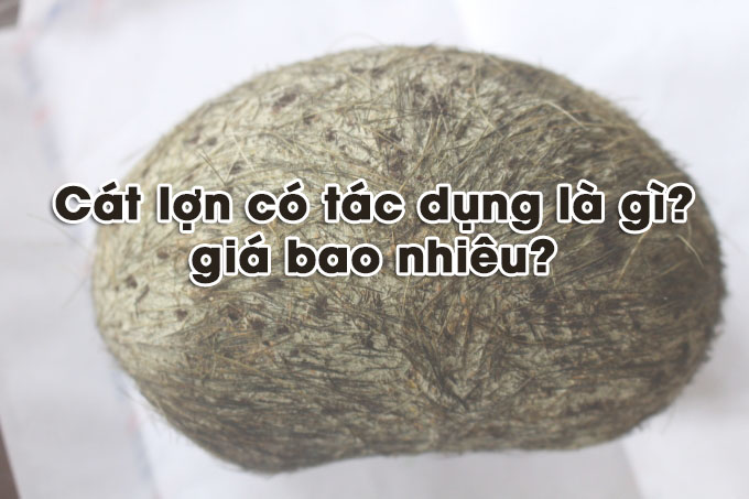 Cát lợn là gì? Tác dụng của Cát lợn có thể bạn chưa biết?