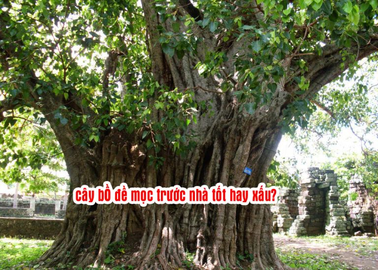 Cây Bồ Đề Là Gì? Cây Bồ Đề Là Gì?