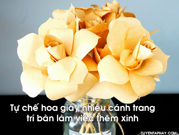 Chi Hoa Giấy là gì và các loại giống cây hoa giấy hiện nay?