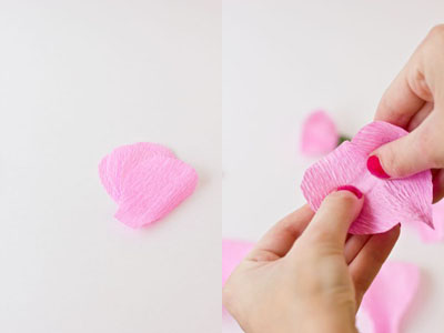 Chi Hoa Giấy là gì và các loại giống cây hoa giấy hiện nay?