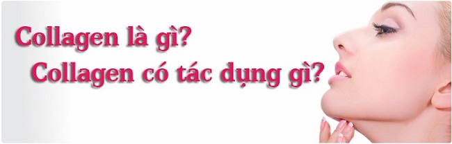 Collagen Là Gì? Tìm Hiểu Về Collagen Là Gì?