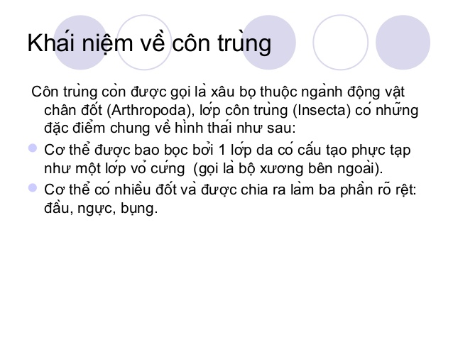 Côn Trùng Là Gì? Tìm Hiểu Về Côn Trùng Là Gì?
