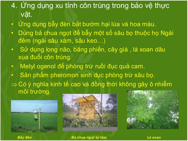 Côn Trùng Là Gì? Tìm Hiểu Về Côn Trùng Là Gì?