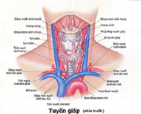 Bệnh Cường Giáp Là Gì?Tìm Hiểu Về Bệnh Cường Giáp Là Gì?