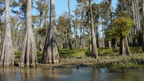 Đầm Lầy Là Gi? Tìm Hiểu Về Đầm Lầy Là Gi?