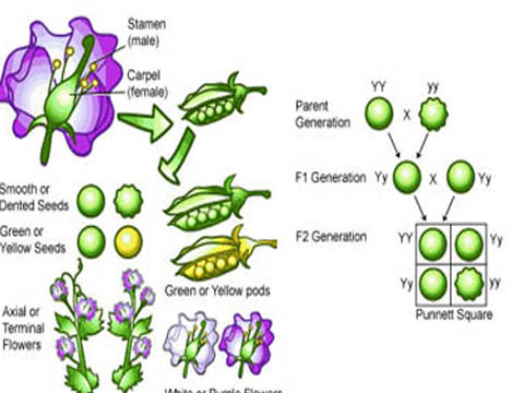 Di Truyền Học Là Gì? Vai trò của Di truyền học là gì?