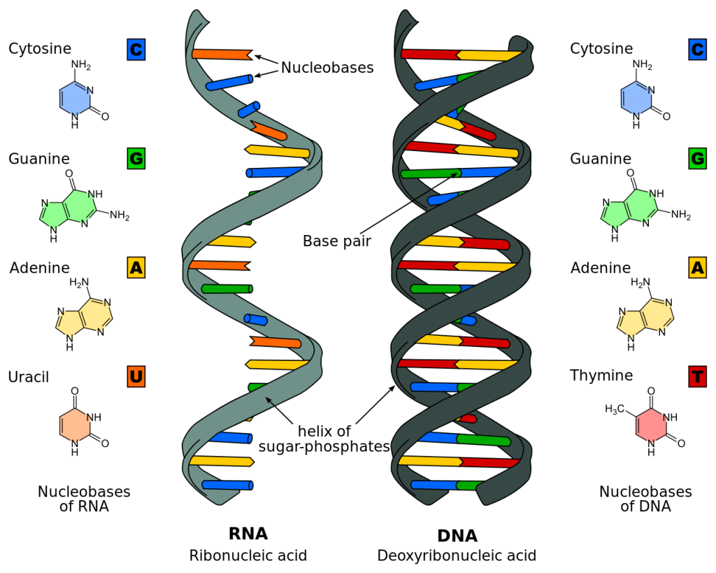 DNA là gì và chức năng chính của DNA để làm gì?