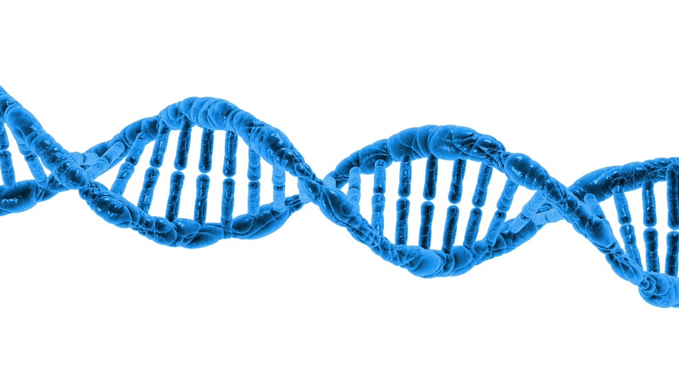 DNA là gì và chức năng chính của DNA để làm gì?
