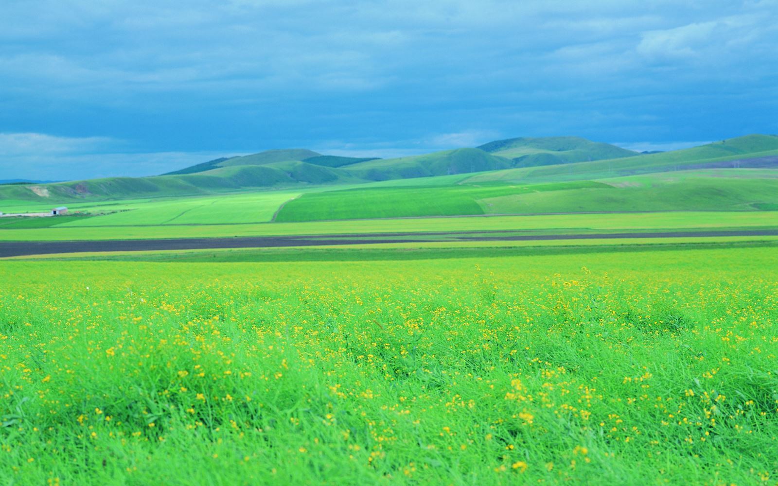 Đồng cỏ là gì và đồng cỏ được hình thành như thế nào?