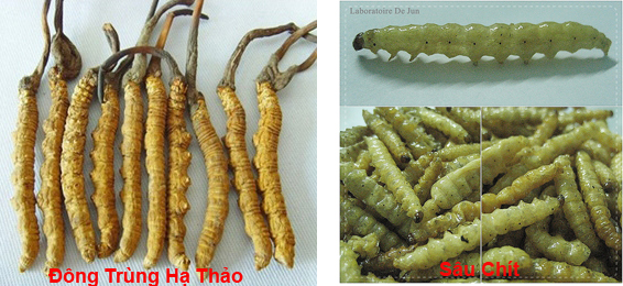 Đông Trùng Hạ Thảo Là Gì? Tìm Hiểu Về Đông Trùng Hạ Thảo Là Gì?