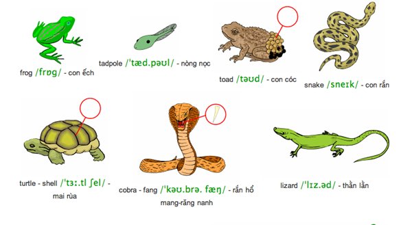 Động vật bò sát là gì? Tại sao lại gọi là động vật bò sát?