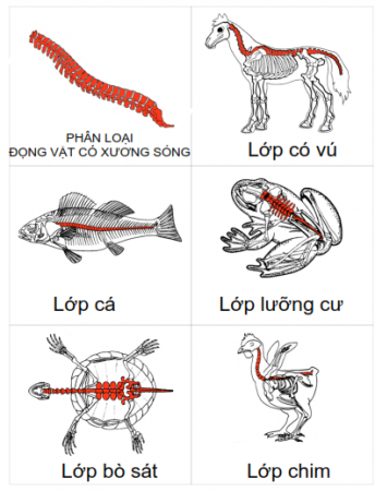 Động vật có xương sống và quá trình tiến hóa của chúng?