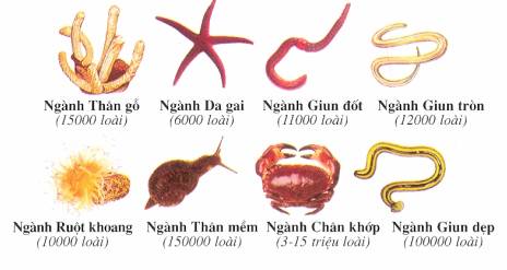 Tìm Hiểu Về Động Vật Không Xương Sống Là Gì?