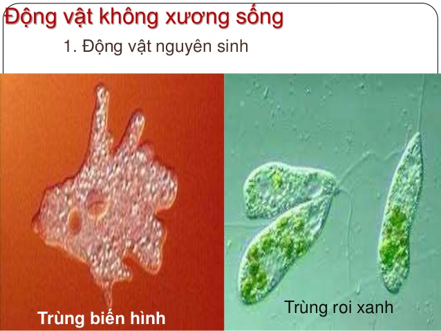 Tìm Hiểu Về Động Vật Không Xương Sống Là Gì?