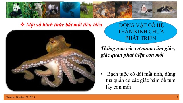 Động vật là gì? Sự kỳ diệu sinh sản ở động vật bạn chưa biết?