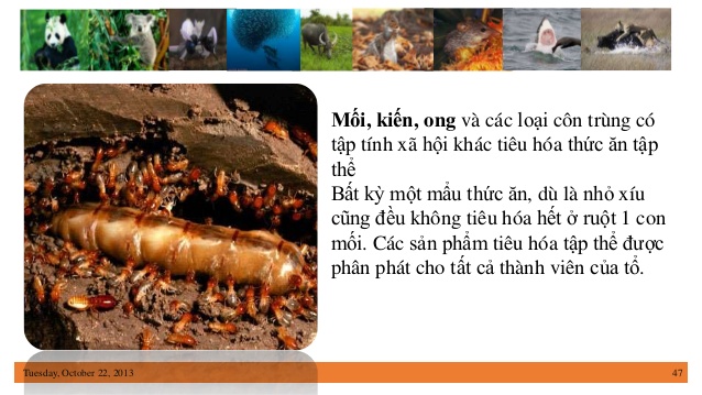 Động vật là gì? Sự kỳ diệu sinh sản ở động vật bạn chưa biết?