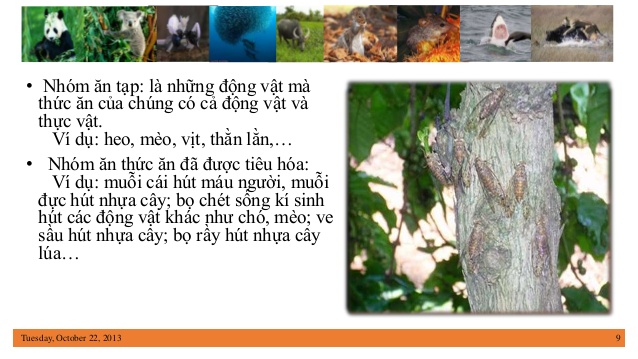 Động vật là gì? Sự kỳ diệu sinh sản ở động vật bạn chưa biết?