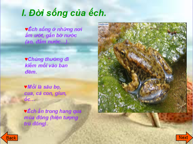 Động vật lưỡng cư là gì và thực hư loài tuyệt chủng sống lại?