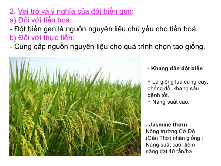 Đột Biến Gen Là Gì? Tìm Hiểu Về Đột Biến Gen Là Gì?