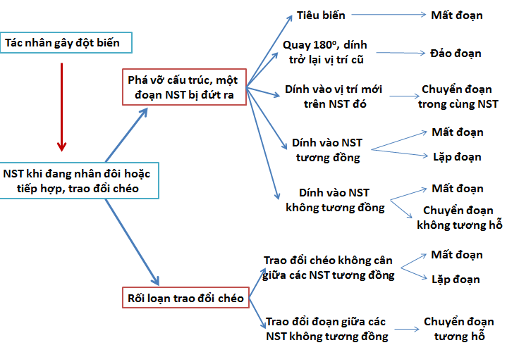 Đột biến là gì và nguyên nhân và phân loại các dạng đột biến?