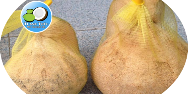 Dừa Sáp Là Gì? Tìm Hiểu Về Dừa Sáp Là Gì?