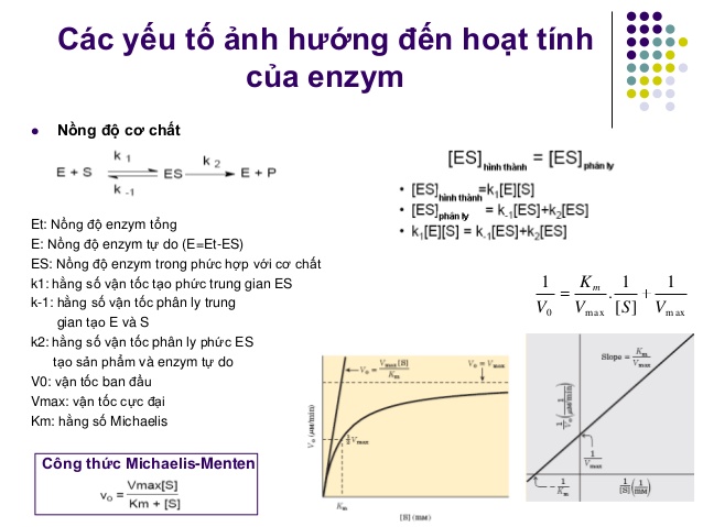 Enzym là gì và thành phần và tính chất của Enzym ra sao?