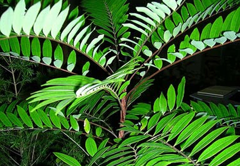 Eurycoma Longifolia Jack là gì? Tác dụng của Eurycoma Longifolia Jack?