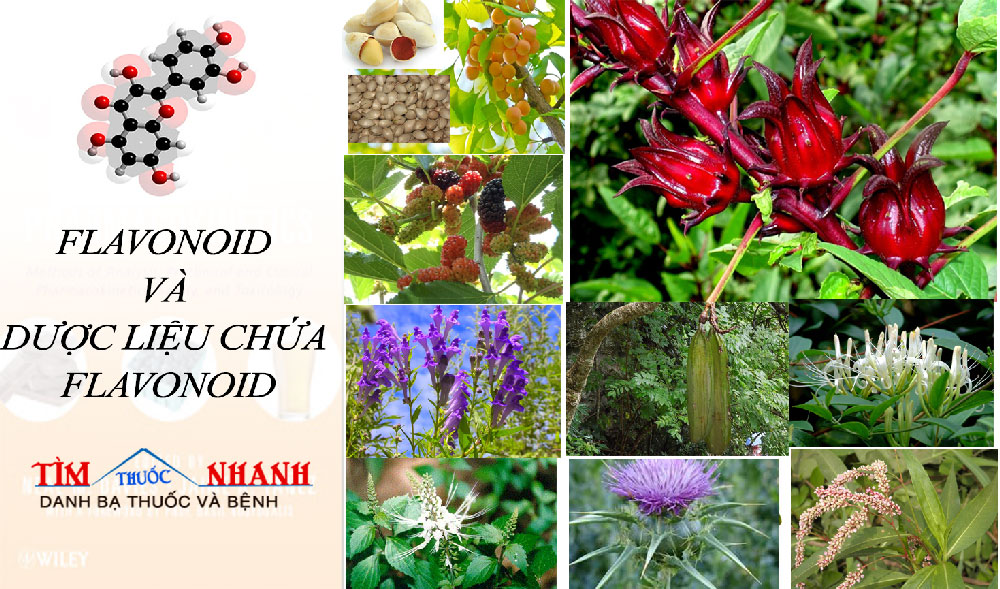 Flavonoid Là Gì? Tìm Hiểu Về Flavonoid Là Gì?