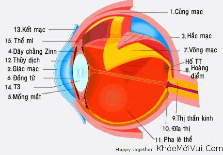 Hệ Giác Quan Là Gì? Tìm Hiểu Về Hệ Giác Quan Là Gì?