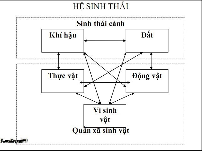 Hệ sinh thái là gì? Sự chuyển hoá vật chất hệ sinh thái?