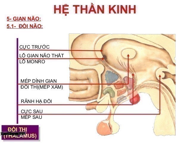 Hệ Thần Kinh Là Gì? Tìm Hiểu Về Hệ Thần Kinh Là Gì?