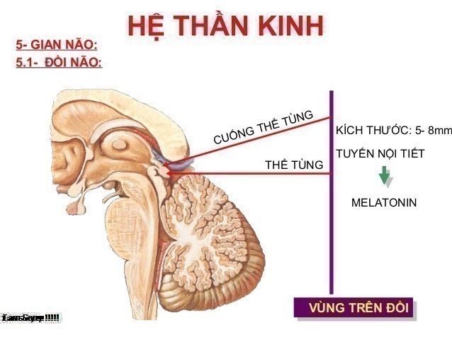 Hệ Thần Kinh Là Gì? Tìm Hiểu Về Hệ Thần Kinh Là Gì?
