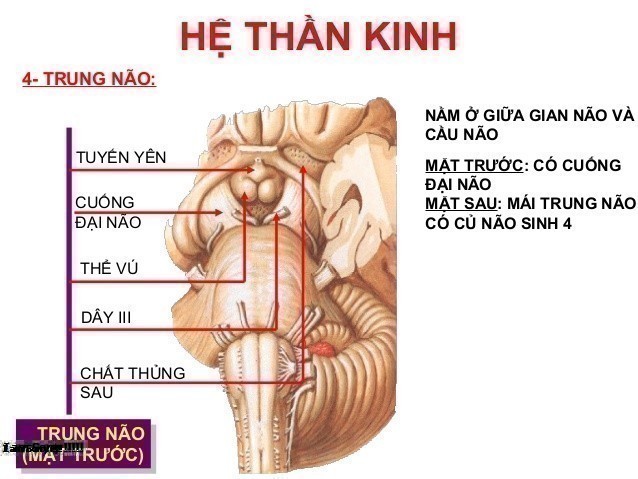 Hệ Thần Kinh Là Gì? Tìm Hiểu Về Hệ Thần Kinh Là Gì?
