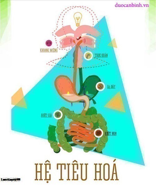Hệ Tiêu Hóa Là Gì? Tìm Hiểu Về Hệ Tiêu Hóa Là Gì?