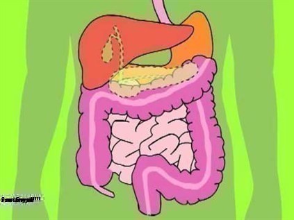 Hệ Tiêu Hóa Là Gì? Tìm Hiểu Về Hệ Tiêu Hóa Là Gì?