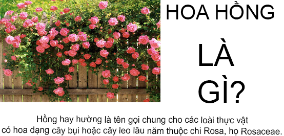 Hoa hồng là gì? Nguồn gốc của hoa hồng bắt đầu từ đâu?