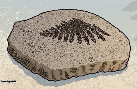 Hóa Thạch Là Gì? Tìm Hiểu Về Hóa Thạch Là Gì?