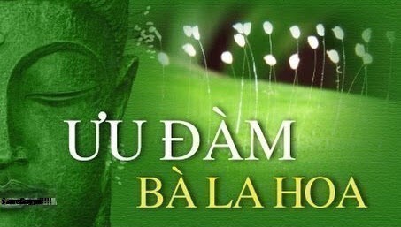 Hoa Ưu Đàm là gì? Hoa ưu đàm có xuất hiện ở Việt Nam chưa?