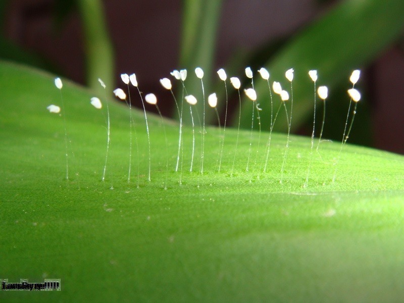 Hoa Ưu Đàm là gì? Hoa ưu đàm có xuất hiện ở Việt Nam chưa?