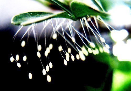 Hoa Ưu Đàm là gì? Hoa ưu đàm có xuất hiện ở Việt Nam chưa?