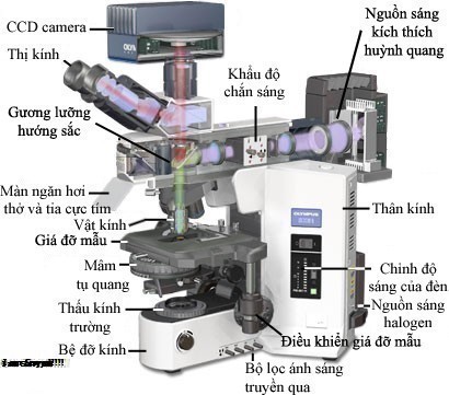 Kính hiển vi quét xuyên hầm là gì?