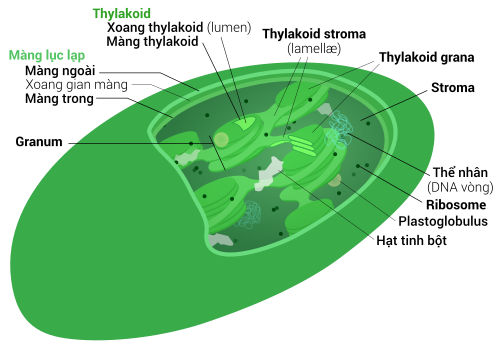 Lục lạp là gì và cấu tạo hình thái của lục lạp?