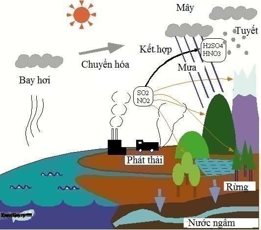 Mây Xà Cừ Là Gì? Tìm Hiểu Về Mây Xà Cừ Là Gì?