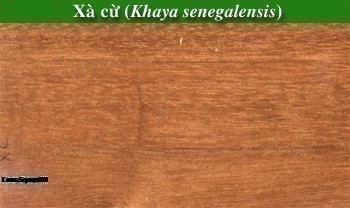 Mây Xà Cừ Là Gì? Tìm Hiểu Về Mây Xà Cừ Là Gì?