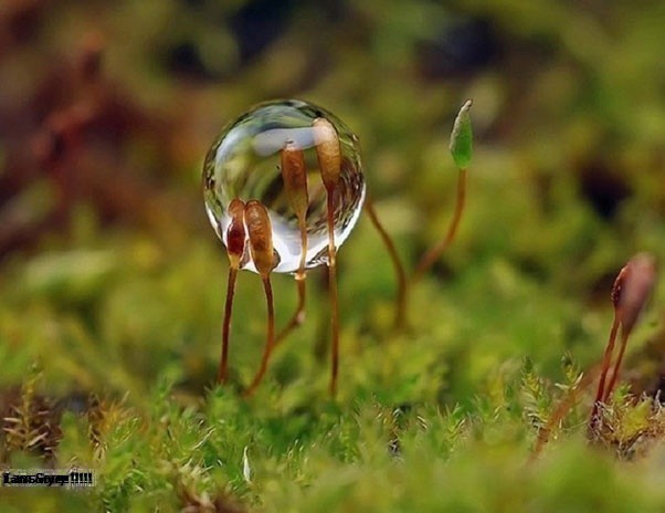 Tìm Hiểu Về Nghệ Thuật Nhiếp Ảnh Macro Là Gì?