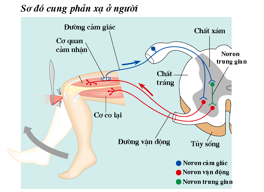 Phản xạ là gì và một số ví dụ về phản xạ?