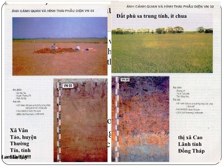 Phù Sa Là Gì? Tìm Hiểu Về Phù Sa Là Gì?