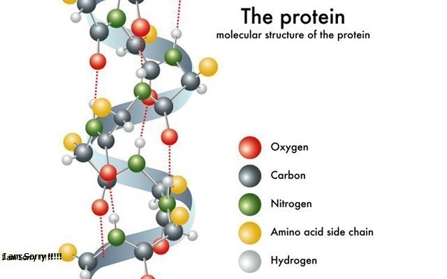 Protein Là Gì? Tìm Hiểu Về Protein Là Gì?