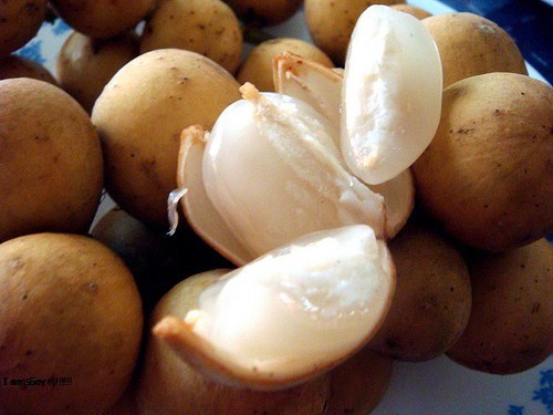 Quả Dau Da đất Co Những Cong Dụng Gi
